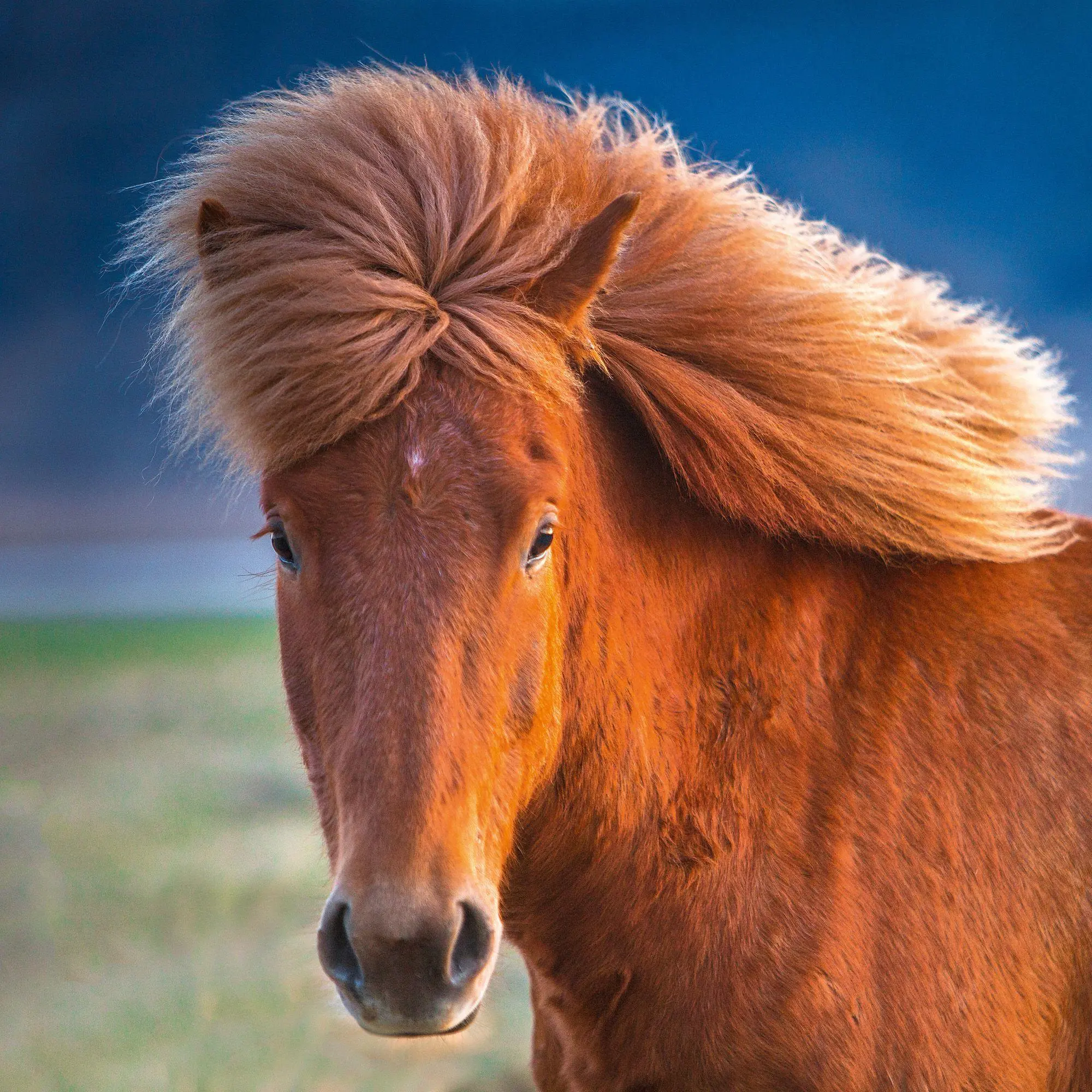 Bild: 9783959296564 | Magic Horses 2027 | Kalender 2027 | Kalender | Wonderful World | 28 S.