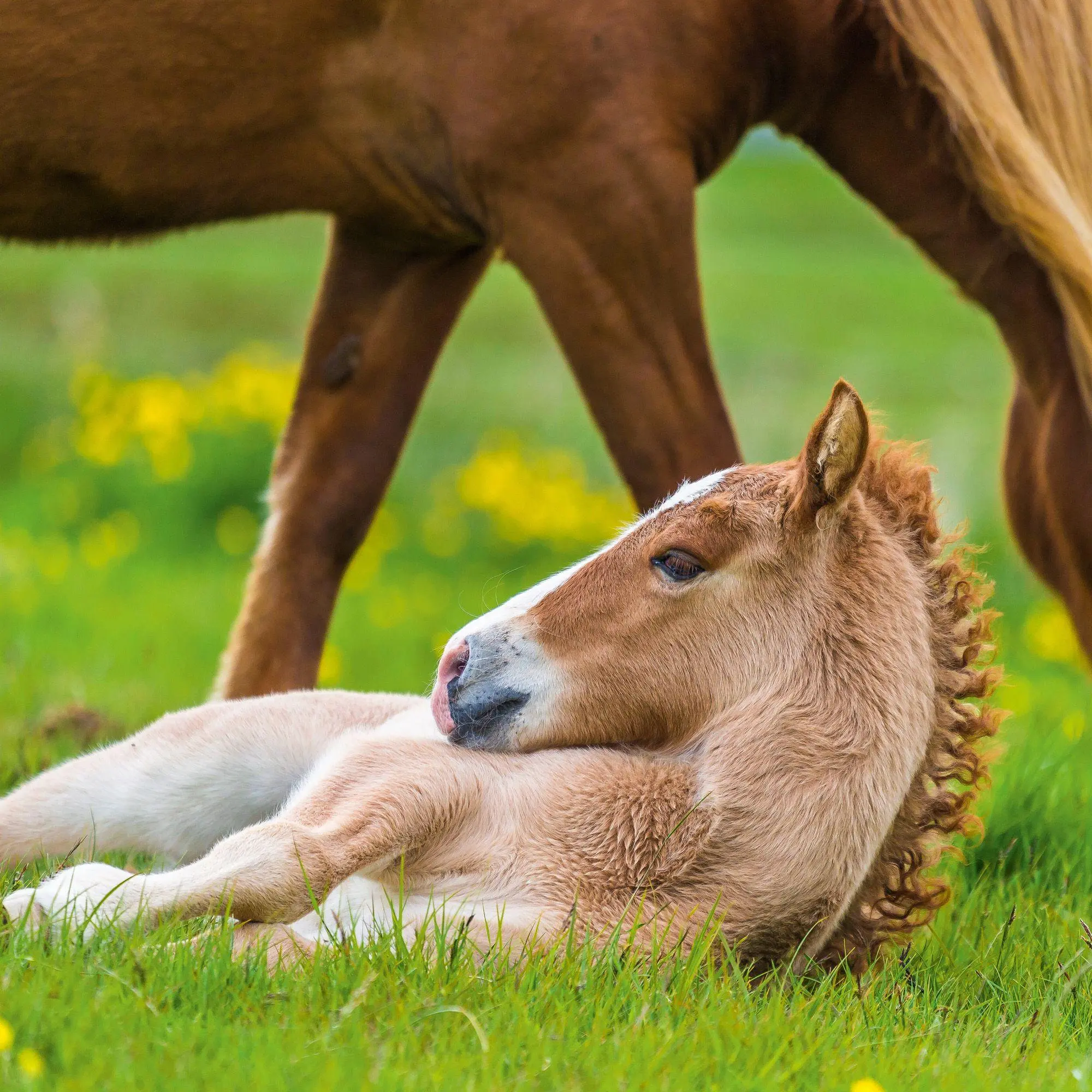 Bild: 9783959296564 | Magic Horses 2027 | Kalender 2027 | Kalender | Wonderful World | 28 S.
