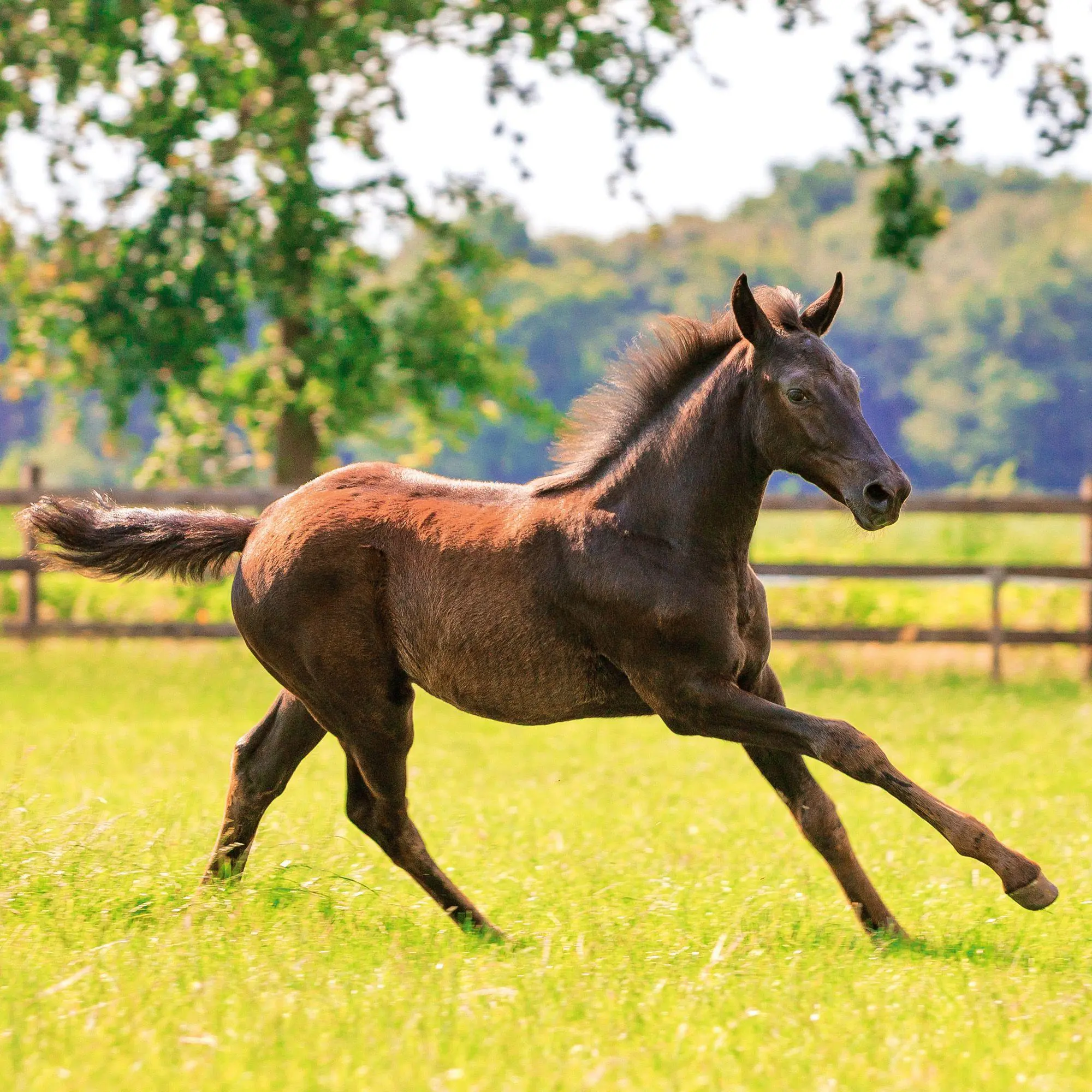 Bild: 9783959296564 | Magic Horses 2027 | Kalender 2027 | Kalender | Wonderful World | 28 S.