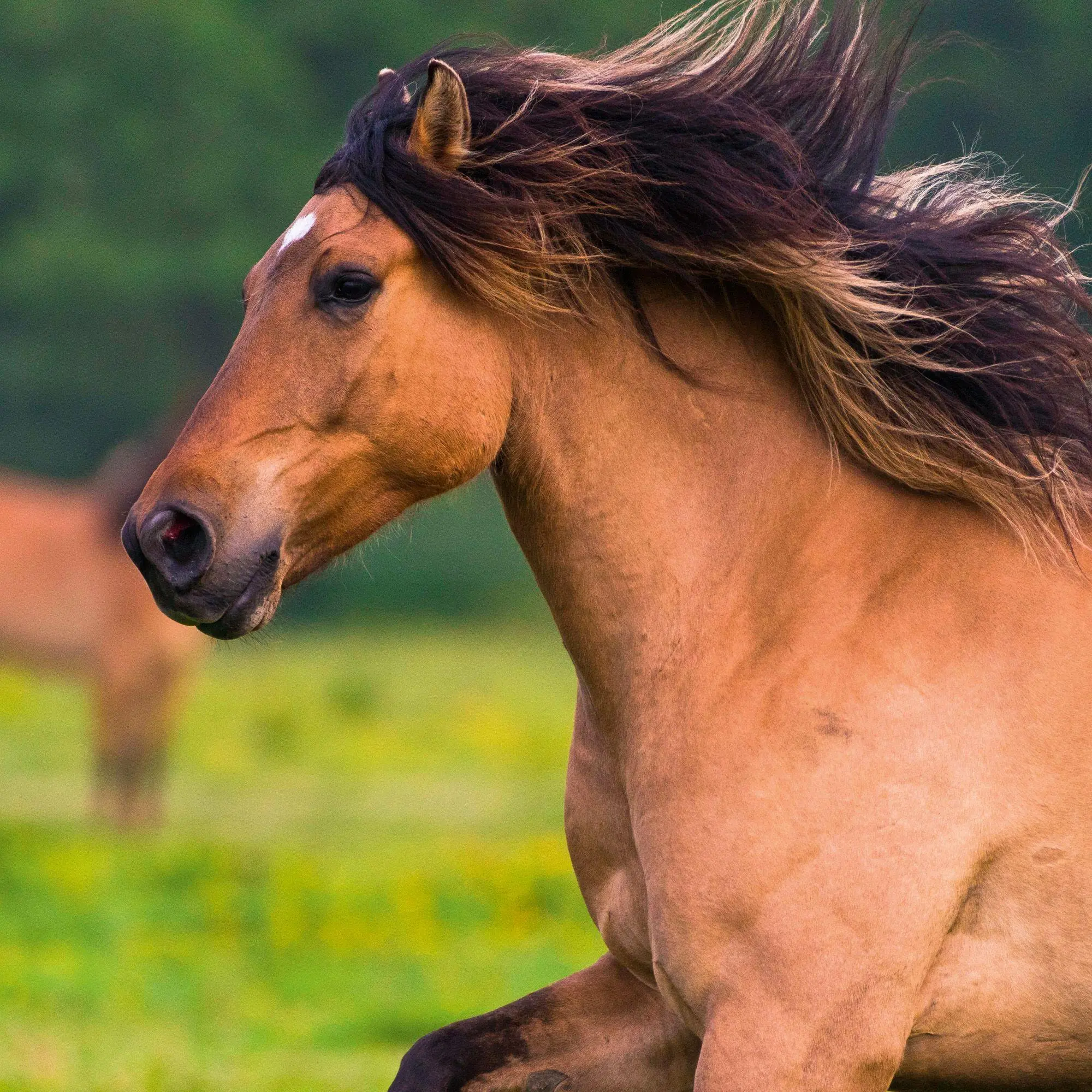 Bild: 9783959296564 | Magic Horses 2027 | Kalender 2027 | Kalender | Wonderful World | 28 S.