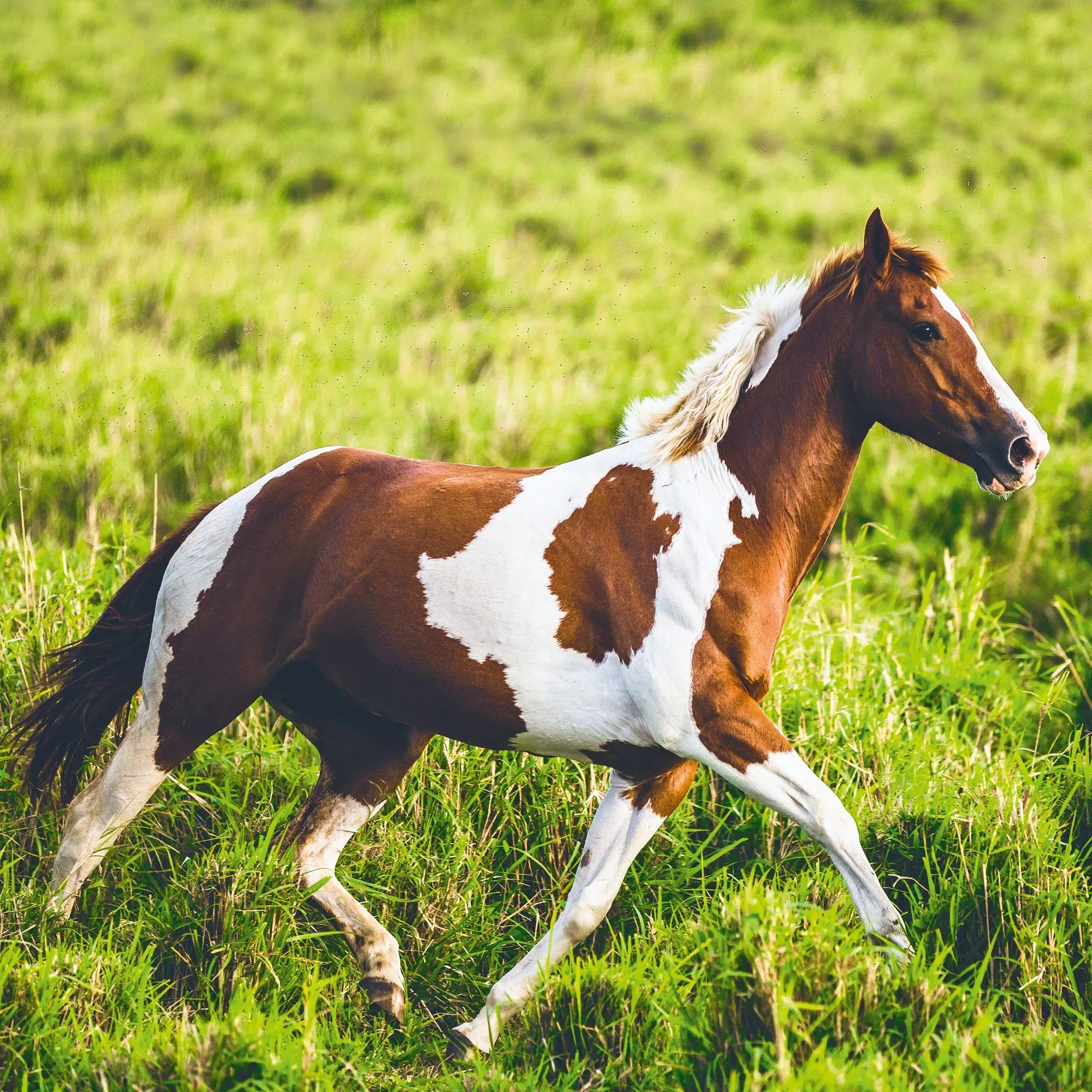 Bild: 9783959296564 | Magic Horses 2027 | Kalender 2027 | Kalender | Wonderful World | 28 S.