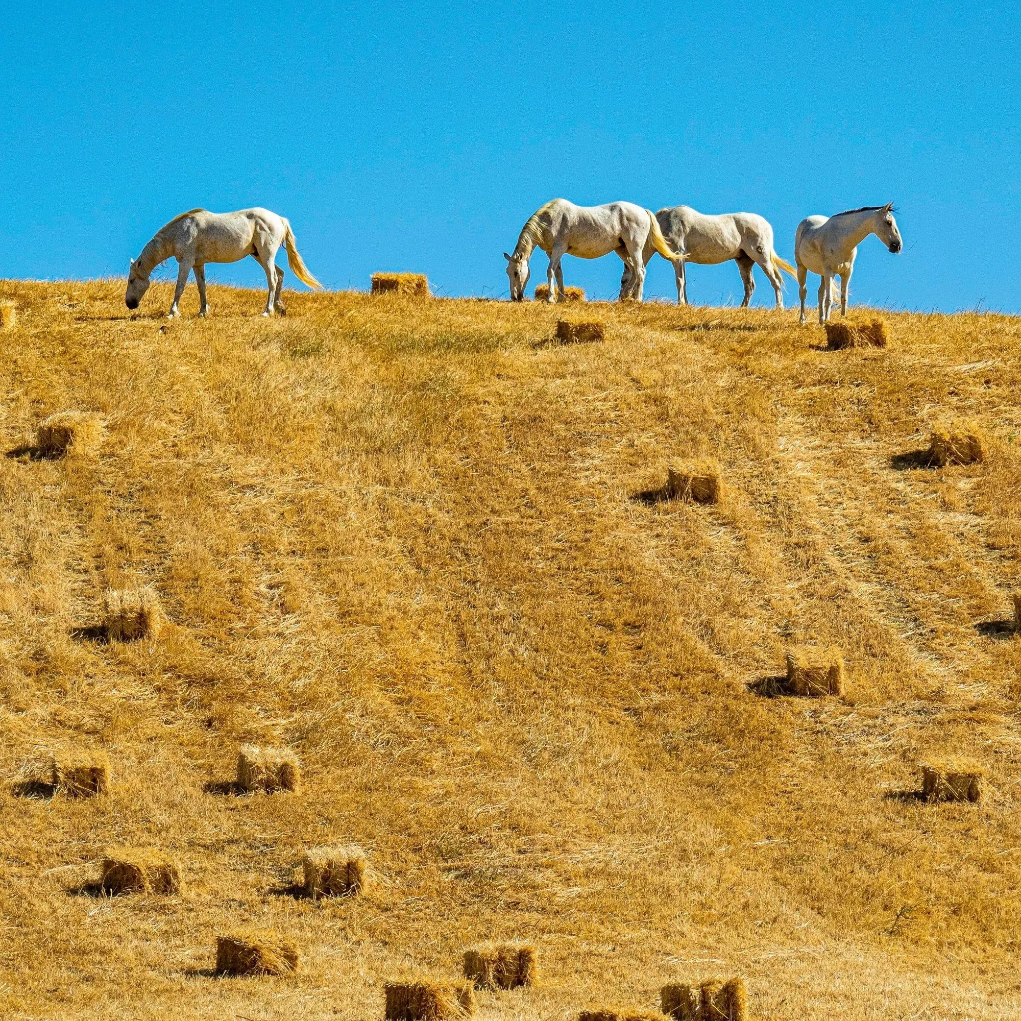 Bild: 9783959296564 | Magic Horses 2027 | Kalender 2027 | Kalender | Wonderful World | 28 S.