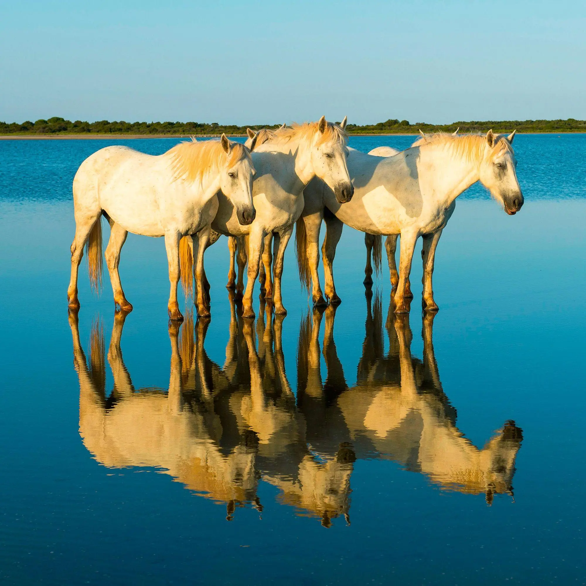 Bild: 9783959296564 | Magic Horses 2027 | Kalender 2027 | Kalender | Wonderful World | 28 S.