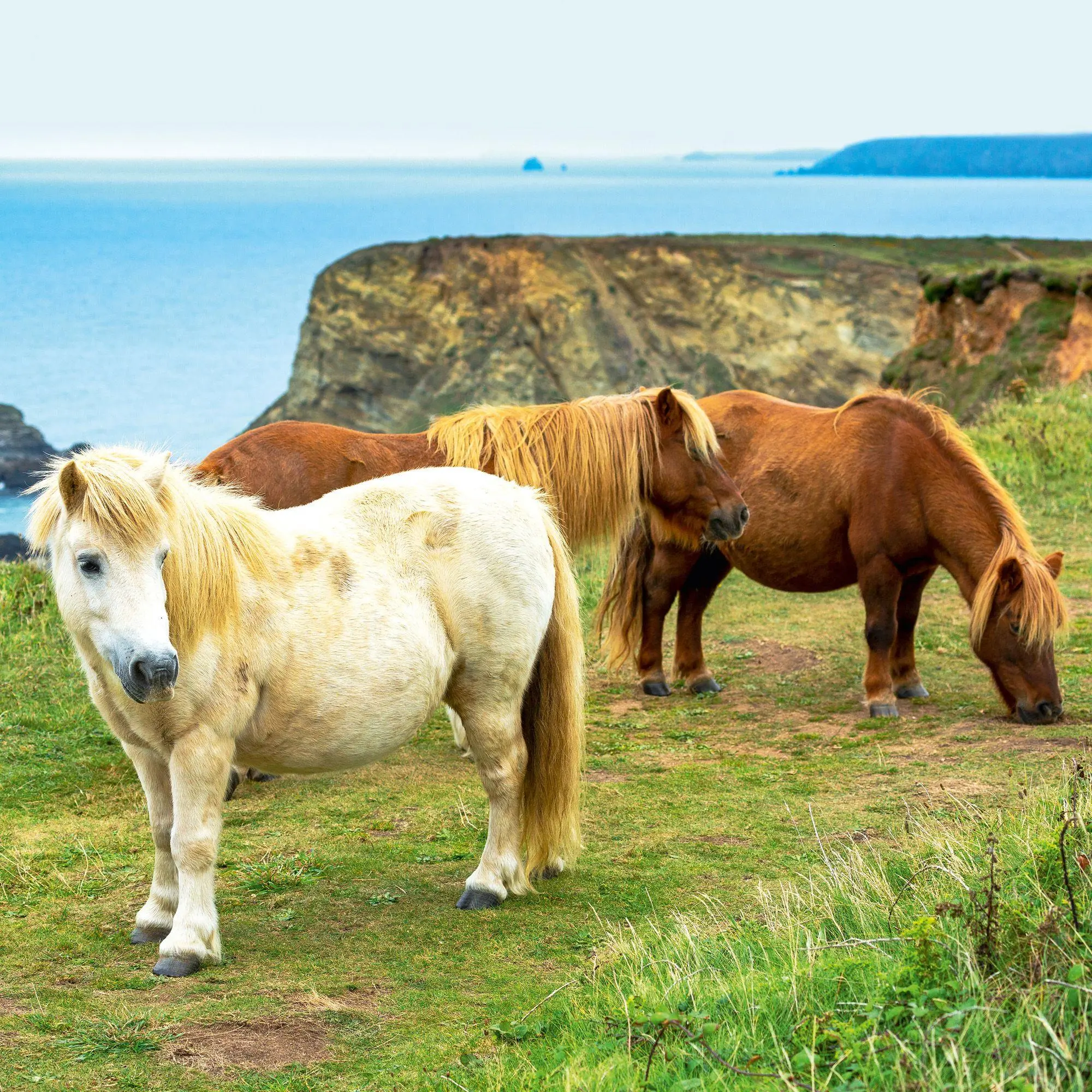 Bild: 9783959296564 | Magic Horses 2027 | Kalender 2027 | Kalender | Wonderful World | 28 S.