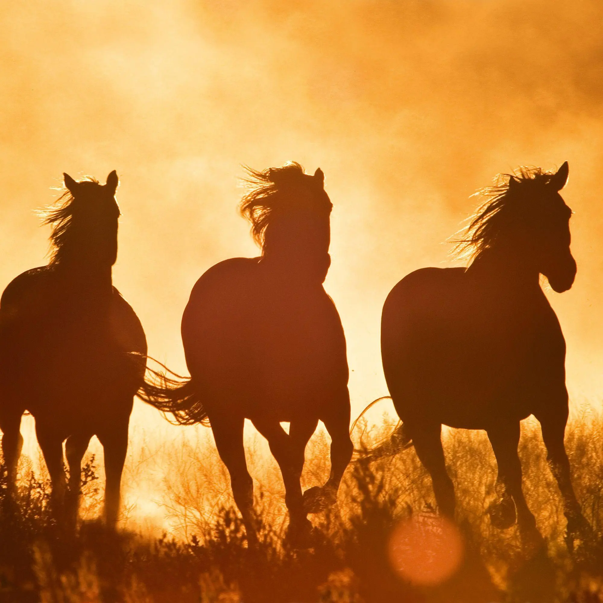 Bild: 9783959296564 | Magic Horses 2027 | Kalender 2027 | Kalender | Wonderful World | 28 S.