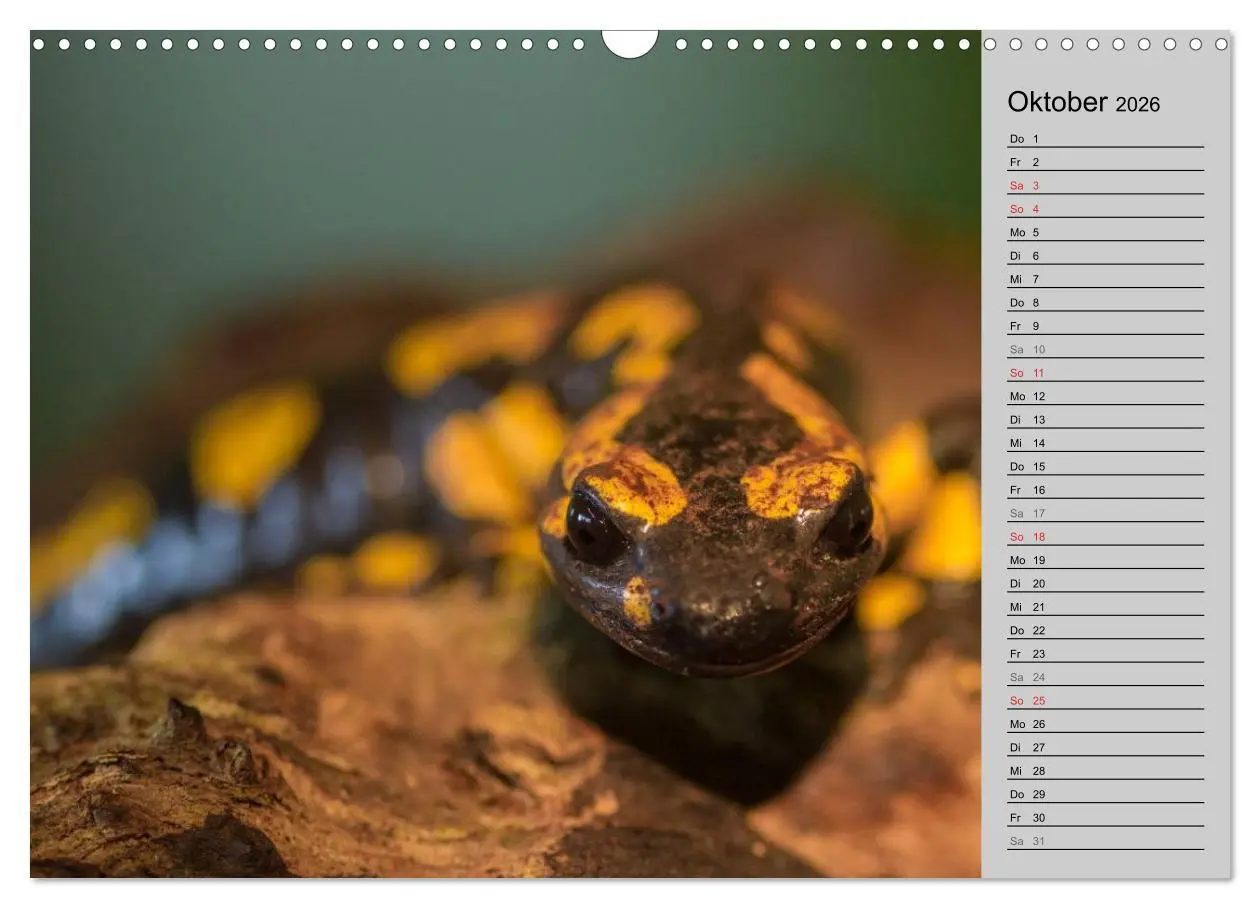 Bild: 9783457946664 | Salamander und Co. (Wandkalender 2026 DIN A3 quer), CALVENDO...