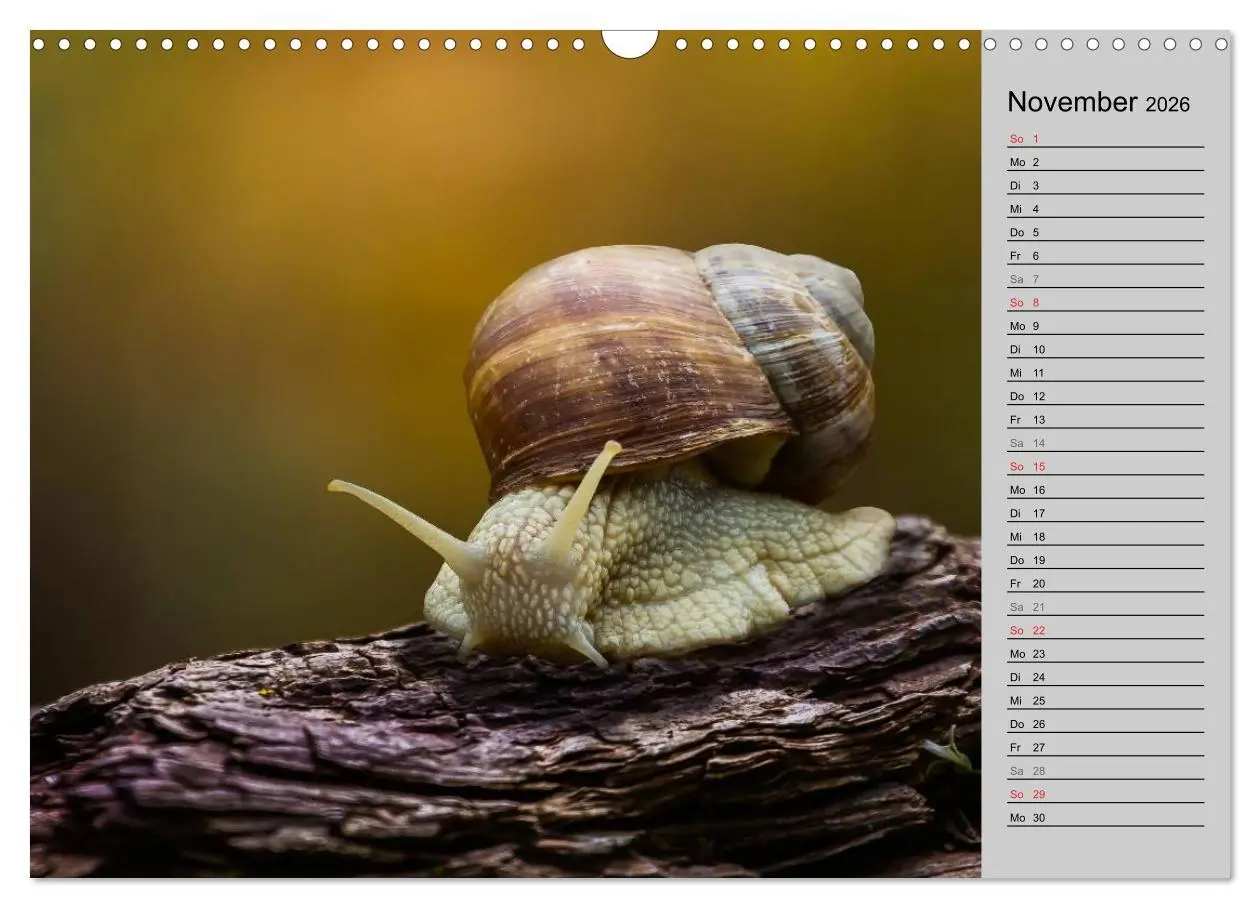 Bild: 9783457946664 | Salamander und Co. (Wandkalender 2026 DIN A3 quer), CALVENDO...