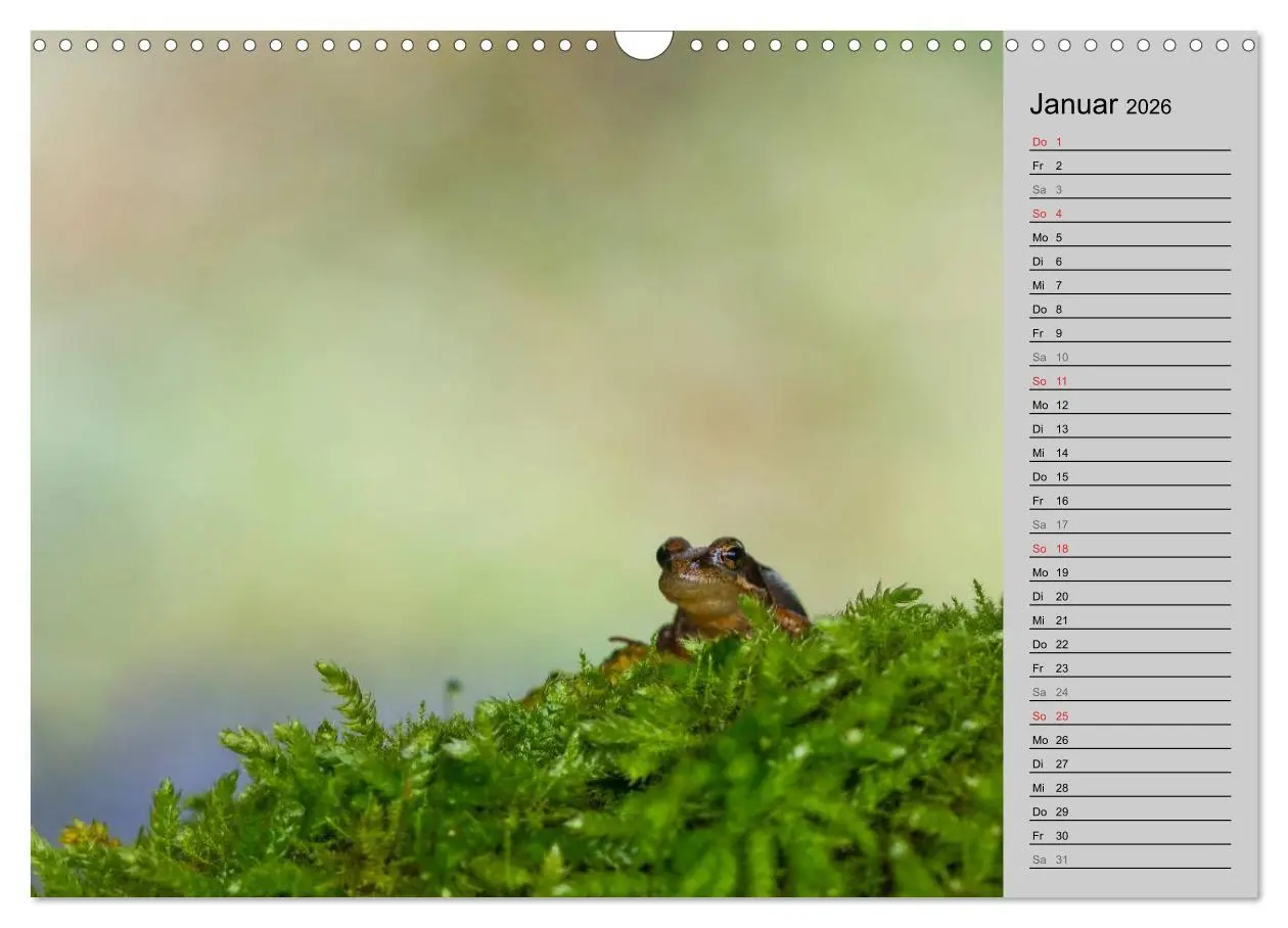 Bild: 9783457946664 | Salamander und Co. (Wandkalender 2026 DIN A3 quer), CALVENDO...