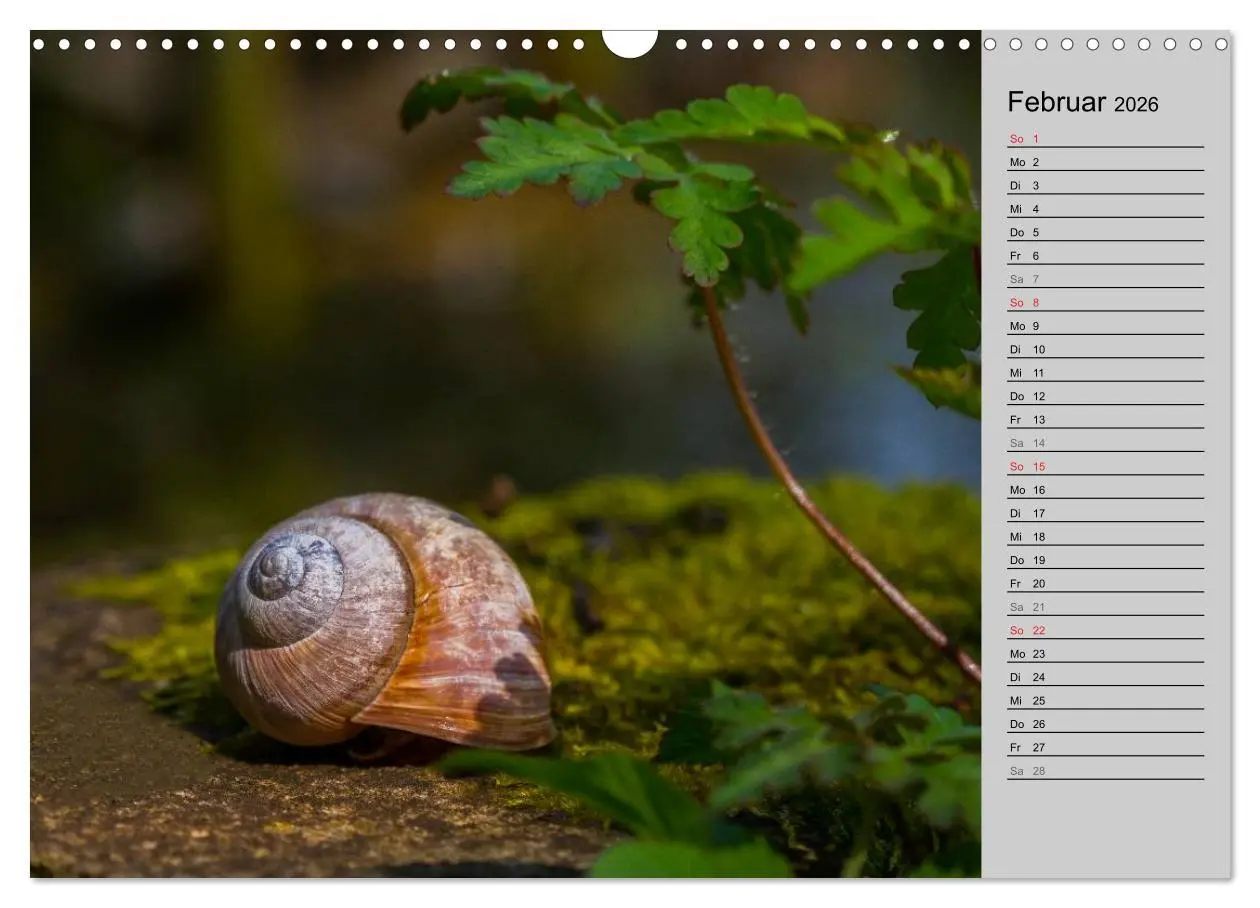 Bild: 9783457946664 | Salamander und Co. (Wandkalender 2026 DIN A3 quer), CALVENDO...