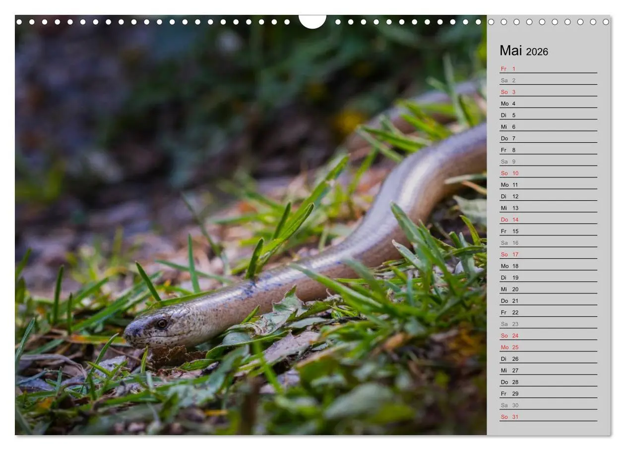 Bild: 9783457946664 | Salamander und Co. (Wandkalender 2026 DIN A3 quer), CALVENDO...