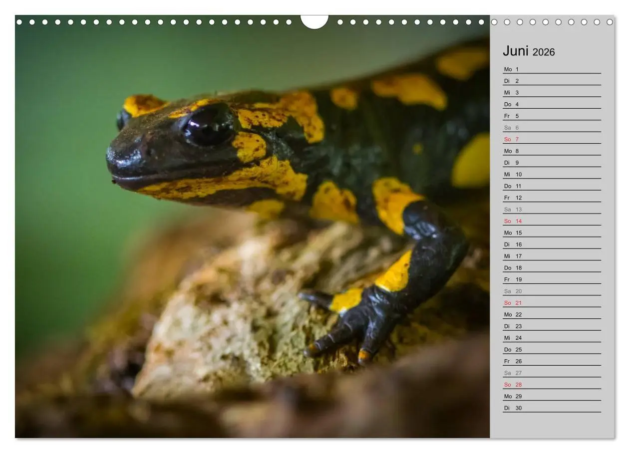 Bild: 9783457946664 | Salamander und Co. (Wandkalender 2026 DIN A3 quer), CALVENDO...