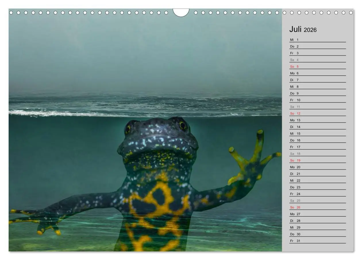 Bild: 9783457946664 | Salamander und Co. (Wandkalender 2026 DIN A3 quer), CALVENDO...