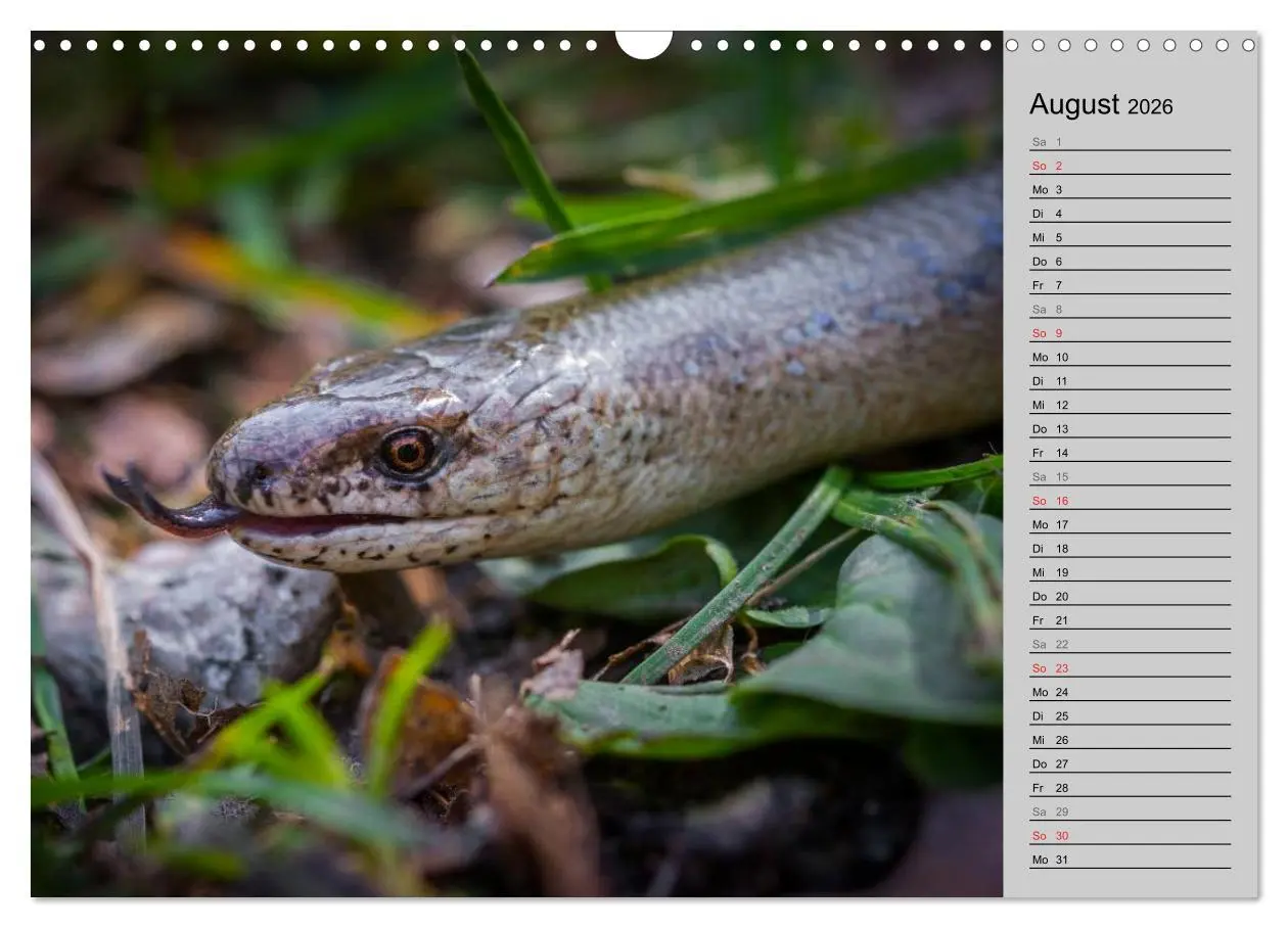 Bild: 9783457946664 | Salamander und Co. (Wandkalender 2026 DIN A3 quer), CALVENDO...