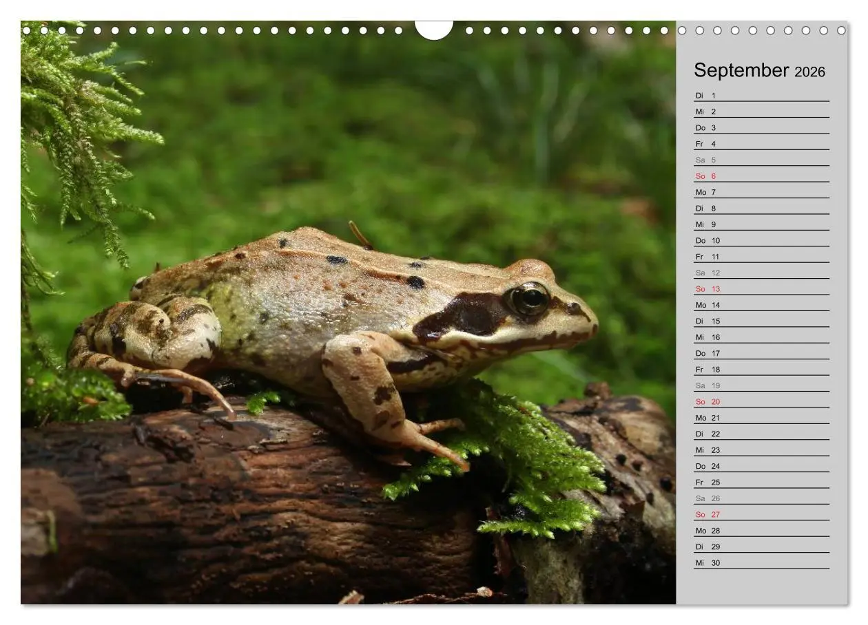 Bild: 9783457946664 | Salamander und Co. (Wandkalender 2026 DIN A3 quer), CALVENDO...
