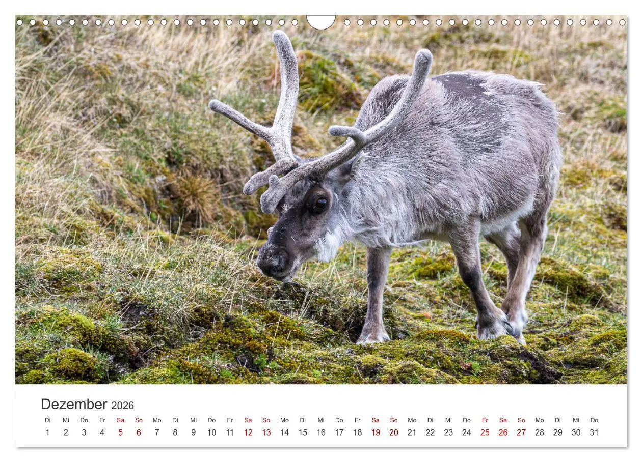 Bild: 9783457546864 | Spitzbergen - Eis, Eisbären und mehr (Wandkalender 2026 DIN A3...