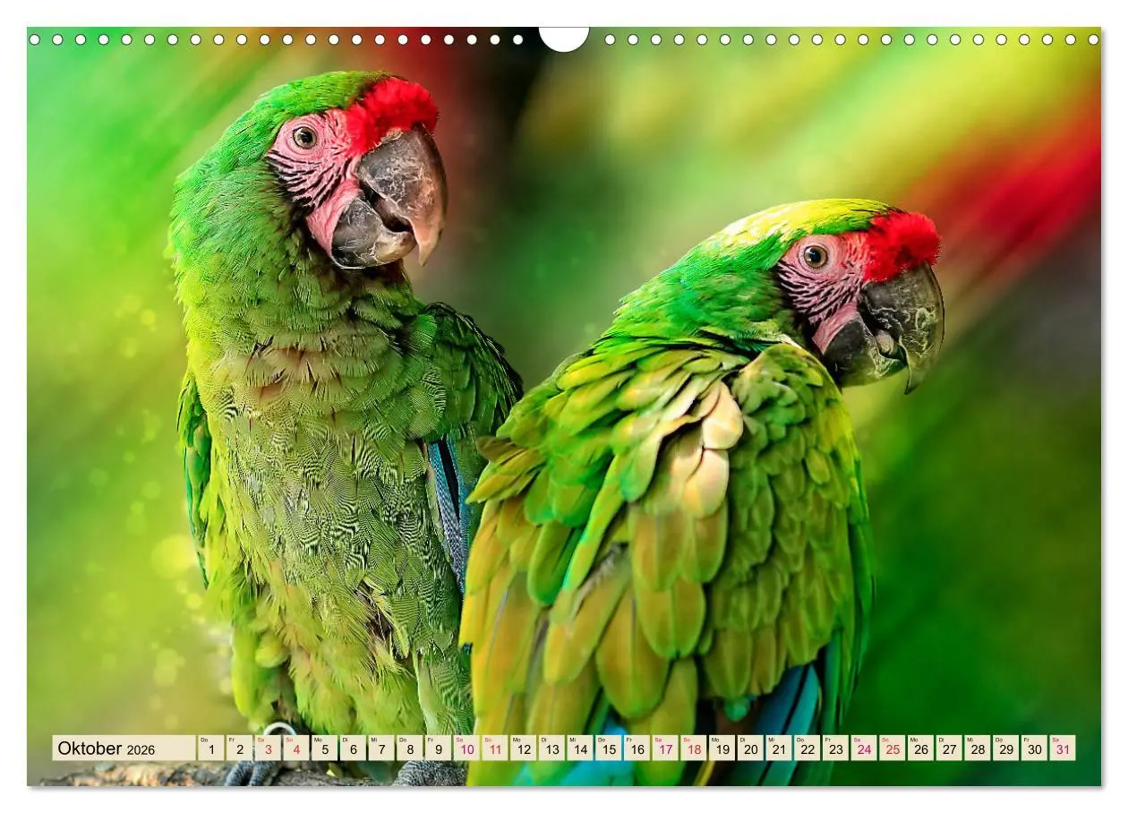 Bild: 9783457846964 | Mein bunter Papagei (Wandkalender 2026 DIN A3 quer), CALVENDO...