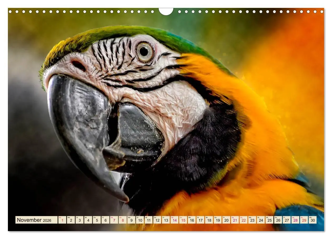 Bild: 9783457846964 | Mein bunter Papagei (Wandkalender 2026 DIN A3 quer), CALVENDO...