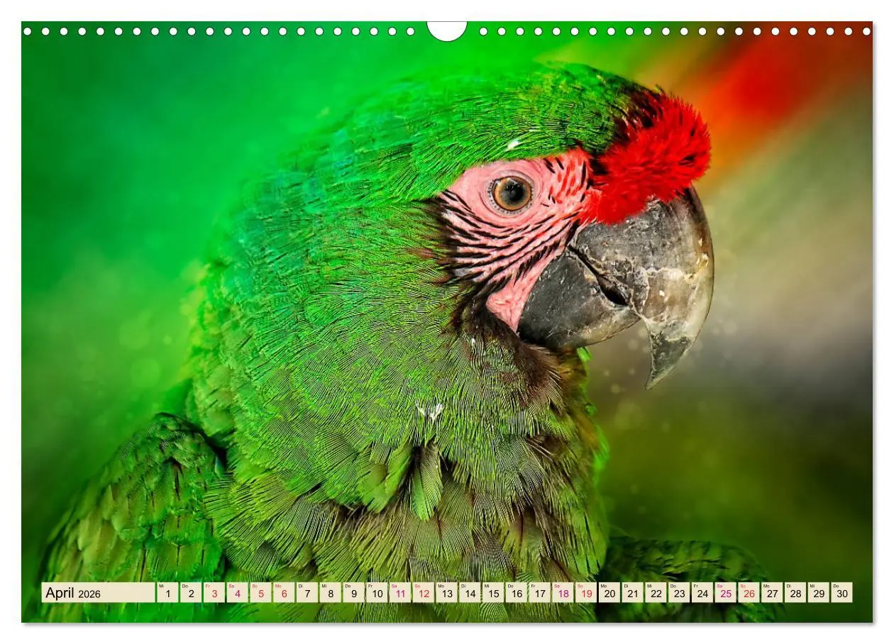 Bild: 9783457846964 | Mein bunter Papagei (Wandkalender 2026 DIN A3 quer), CALVENDO...