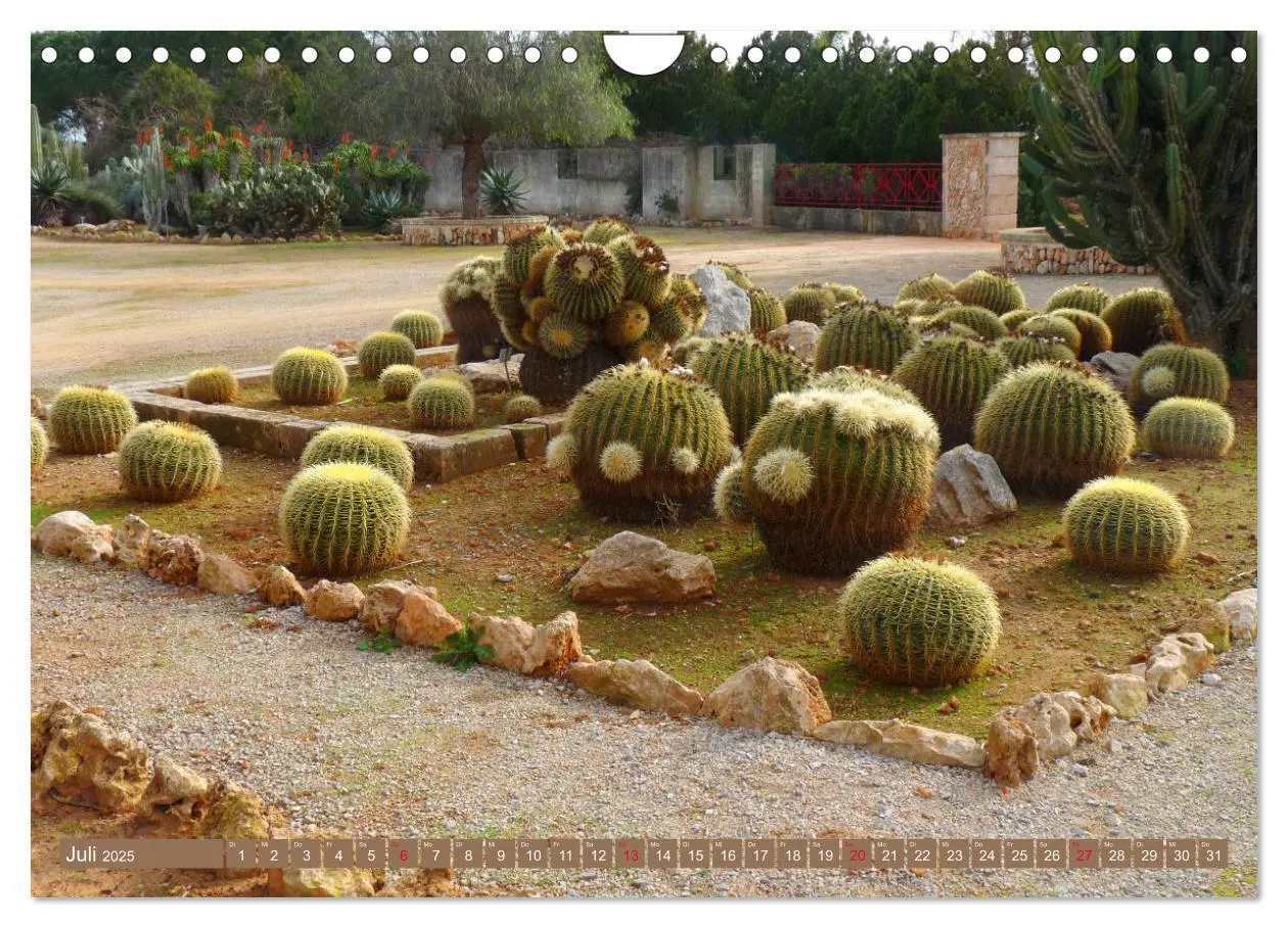 Bild: 9783435337064 | BOTANICACTUS Mallorcas Kakteengarten (Wandkalender 2025 DIN A4...