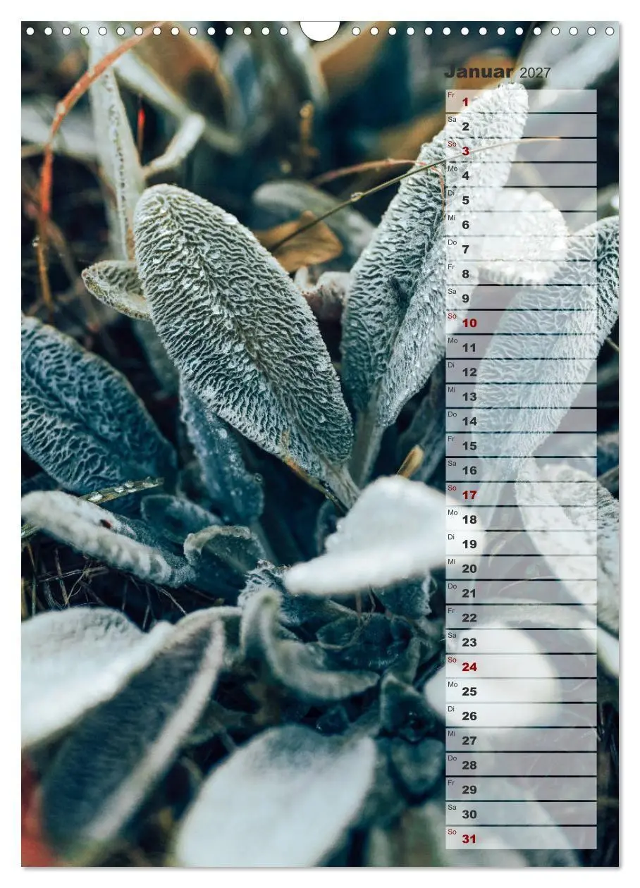 Bild: 9783569607064 | Kalender - Natur im Detail (Wandkalender 2027 DIN A3 hoch),...