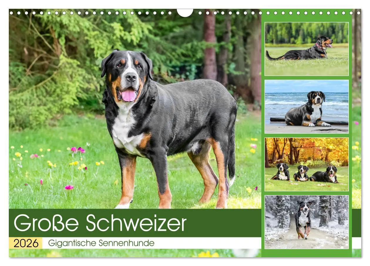 Cover: 9783457347164 | Große Schweizer - Gigantische Sennenhunde (Wandkalender 2026 DIN A3...