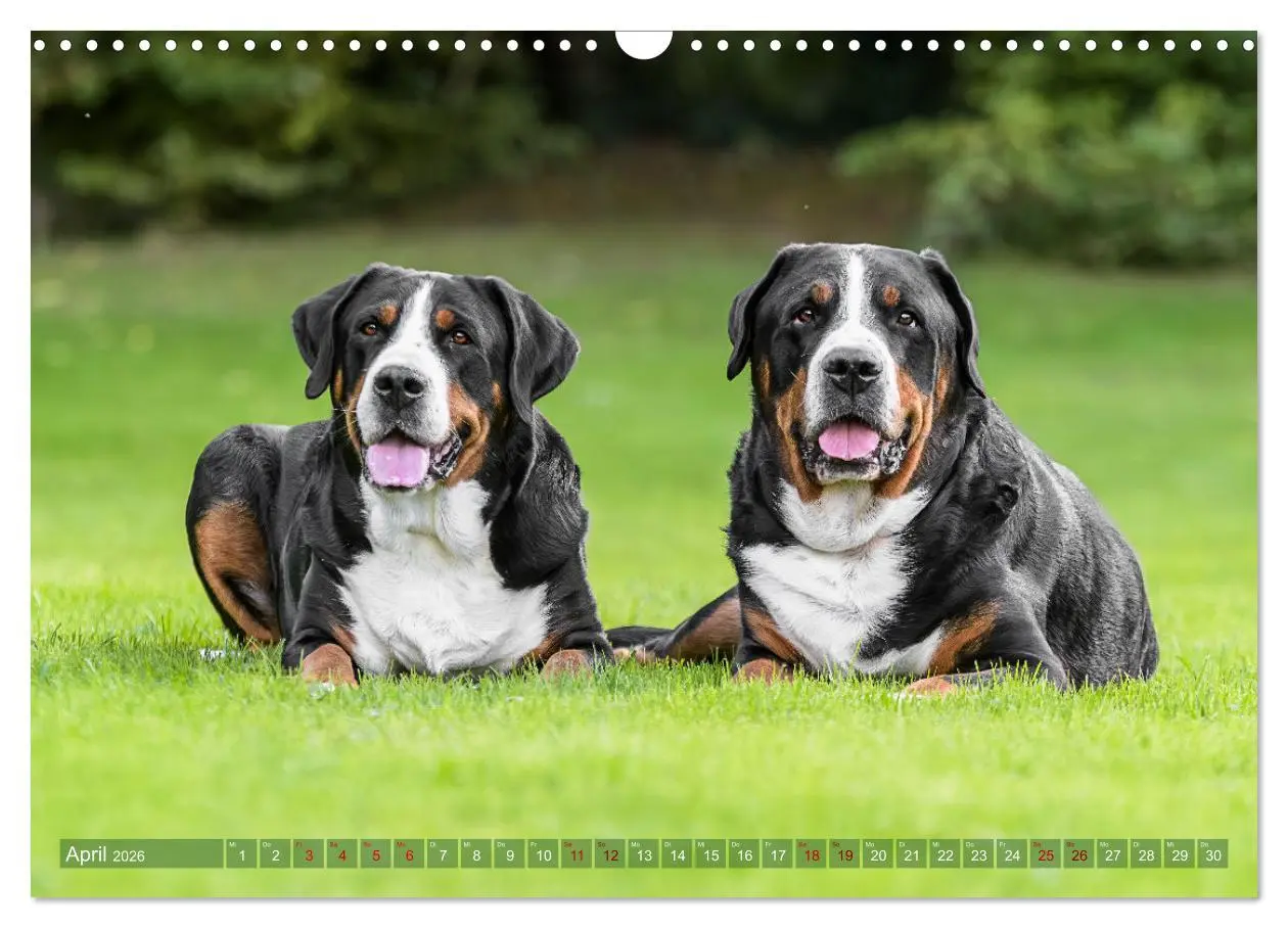 Bild: 9783457347164 | Große Schweizer - Gigantische Sennenhunde (Wandkalender 2026 DIN A3...