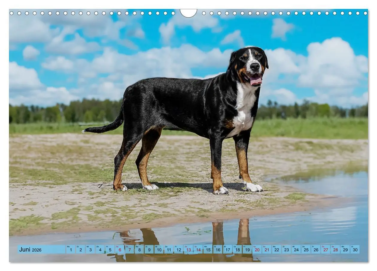Bild: 9783457347164 | Große Schweizer - Gigantische Sennenhunde (Wandkalender 2026 DIN A3...