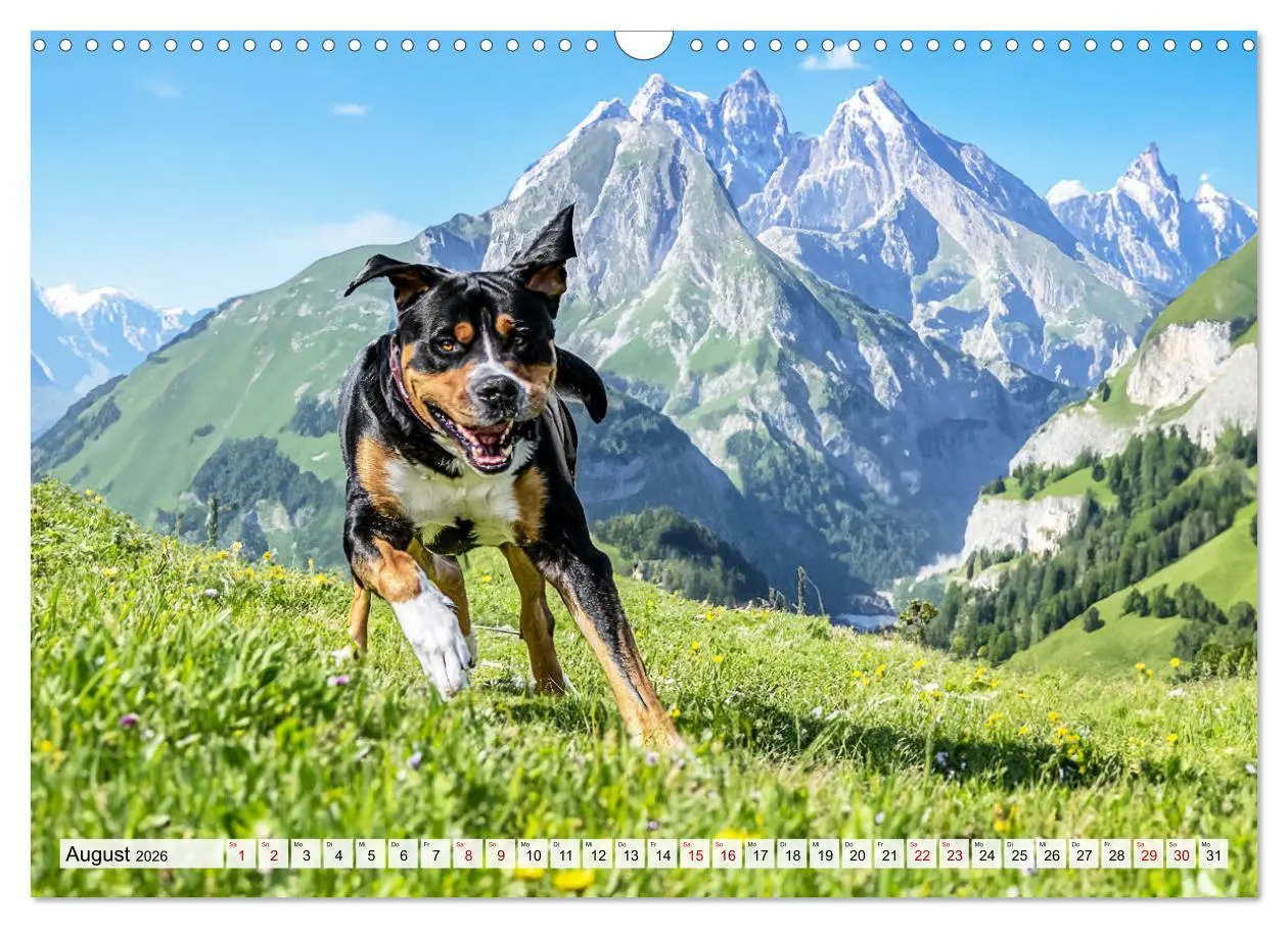Bild: 9783457347164 | Große Schweizer - Gigantische Sennenhunde (Wandkalender 2026 DIN A3...