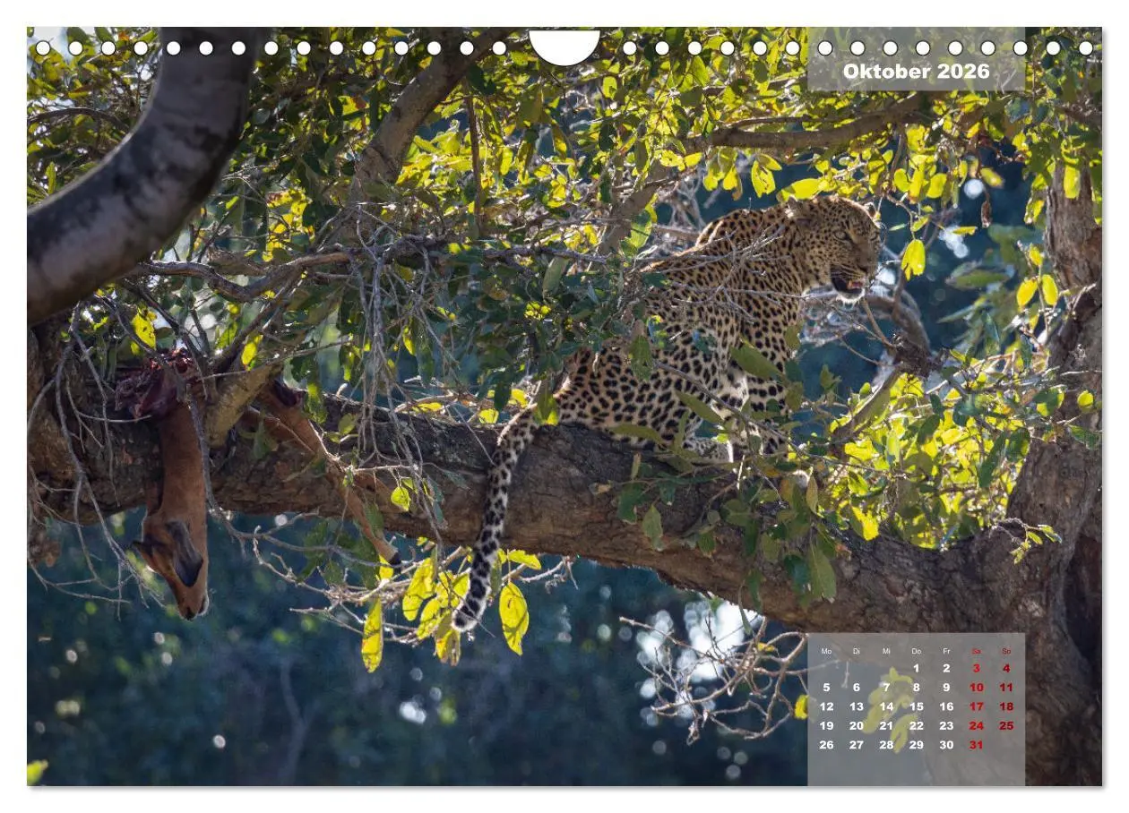 Bild: 9783457587164 | Auf Safari im Kruger National Park (Wandkalender 2026 DIN A4 quer),...