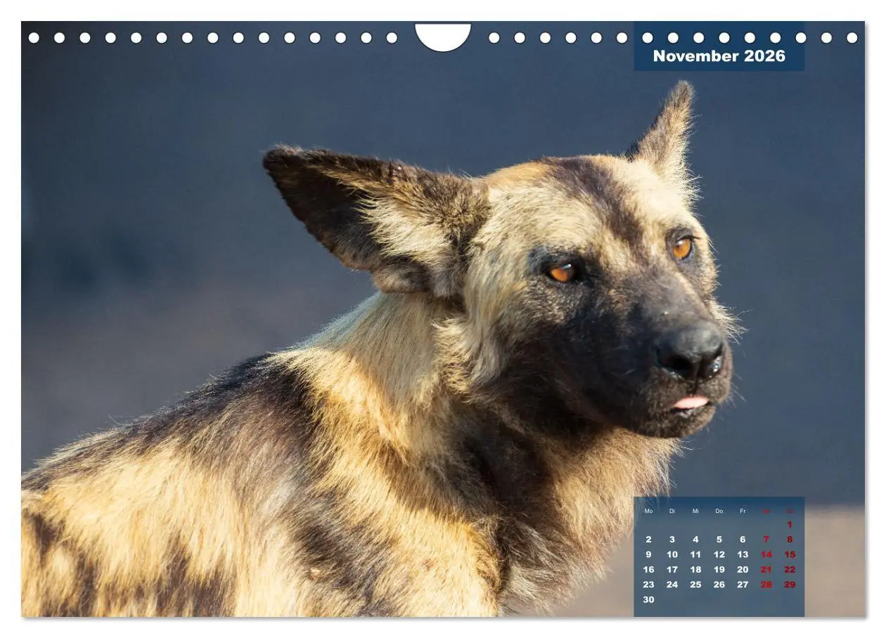 Bild: 9783457587164 | Auf Safari im Kruger National Park (Wandkalender 2026 DIN A4 quer),...