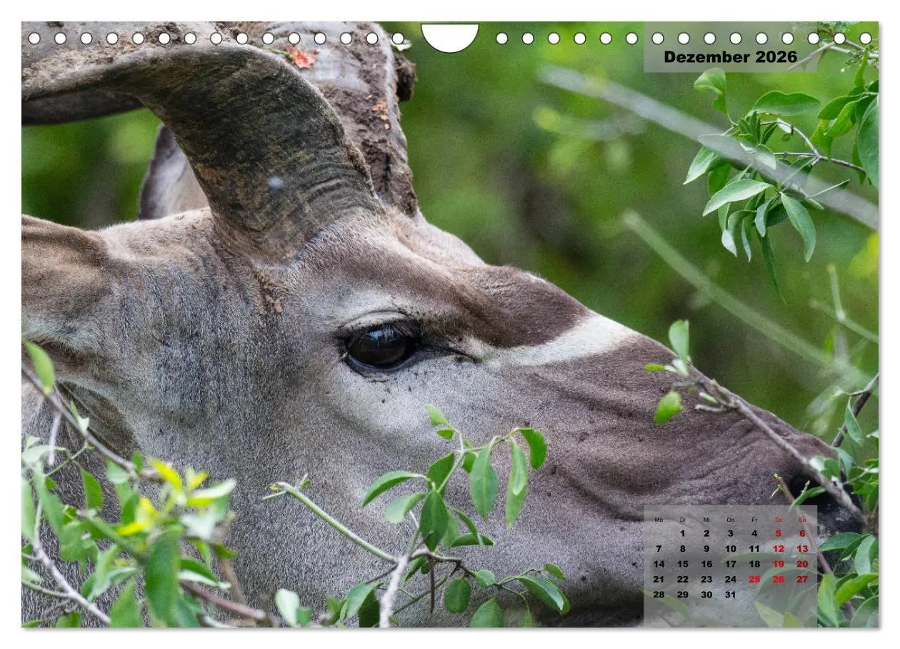 Bild: 9783457587164 | Auf Safari im Kruger National Park (Wandkalender 2026 DIN A4 quer),...