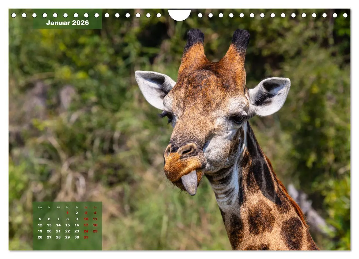 Bild: 9783457587164 | Auf Safari im Kruger National Park (Wandkalender 2026 DIN A4 quer),...