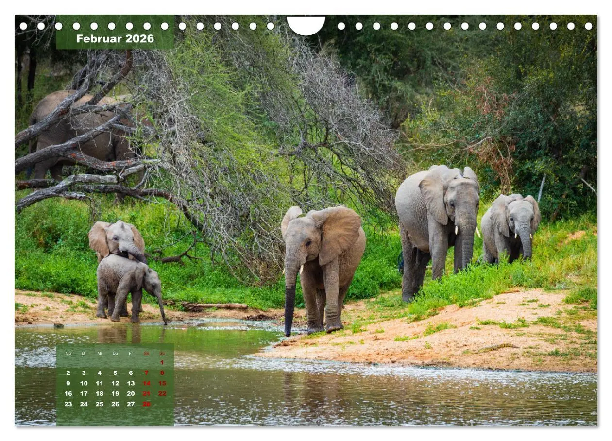 Bild: 9783457587164 | Auf Safari im Kruger National Park (Wandkalender 2026 DIN A4 quer),...