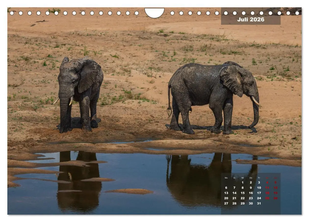 Bild: 9783457587164 | Auf Safari im Kruger National Park (Wandkalender 2026 DIN A4 quer),...