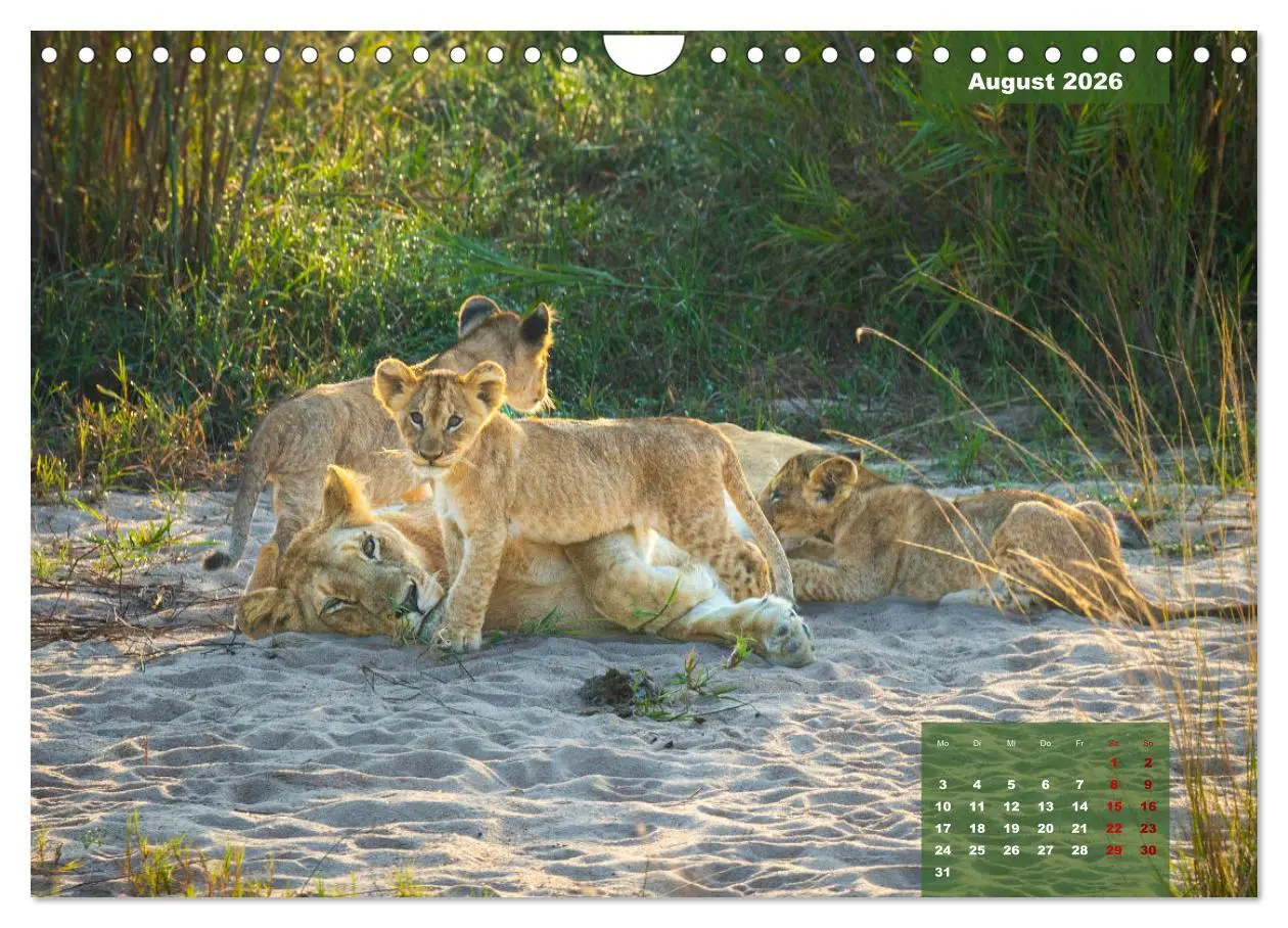 Bild: 9783457587164 | Auf Safari im Kruger National Park (Wandkalender 2026 DIN A4 quer),...