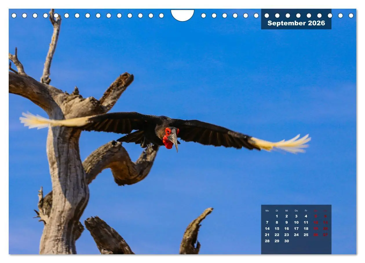 Bild: 9783457587164 | Auf Safari im Kruger National Park (Wandkalender 2026 DIN A4 quer),...