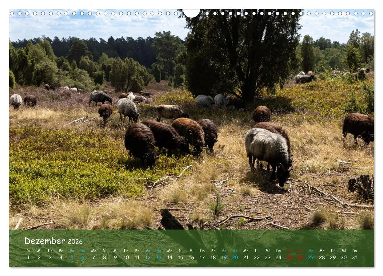 Bild: 9783457567364 | Im Herzen der Lüneburger Heide (Wandkalender 2026 DIN A3 quer),...
