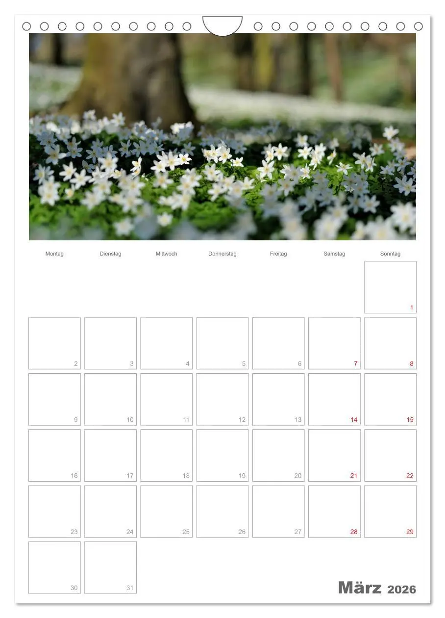 Bild: 9783516487664 | Insel Rügen / Planer (Wandkalender 2026 DIN A4 hoch), CALVENDO...