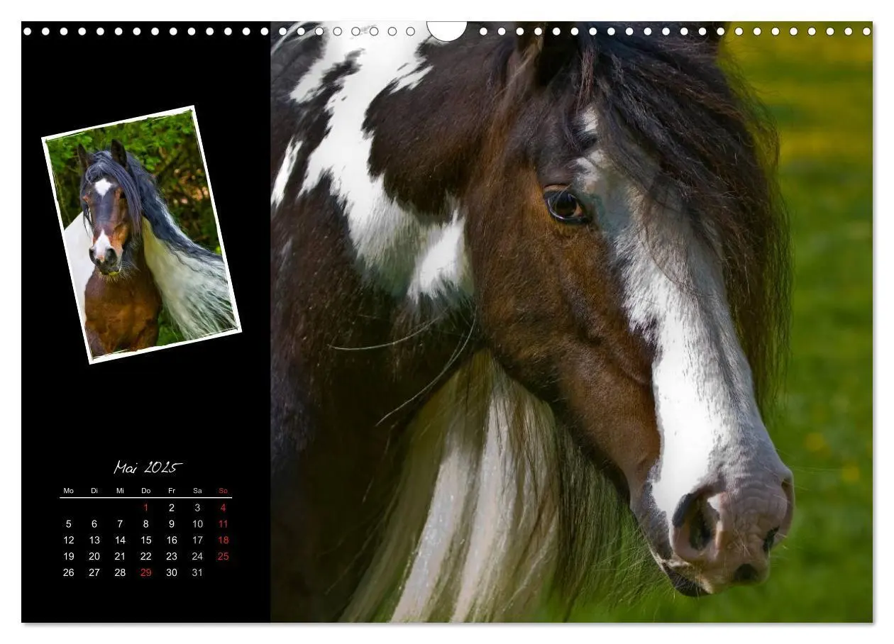 Bild: 9783435747764 | Irish Tinker (Wandkalender 2025 DIN A3 quer), CALVENDO Monatskalender