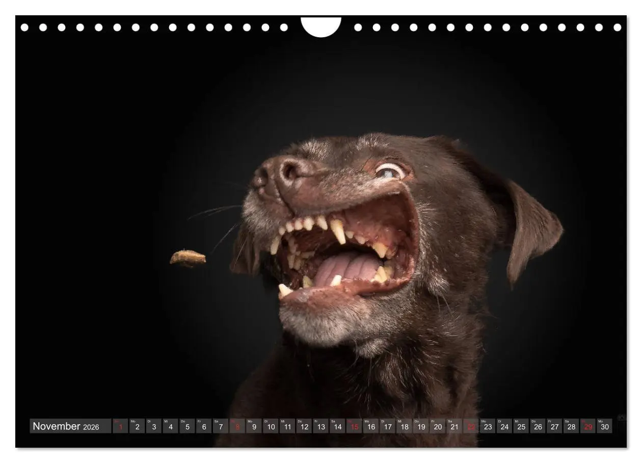 Bild: 9783457837764 | Fang das Leckerlie (Wandkalender 2026 DIN A4 quer), CALVENDO...