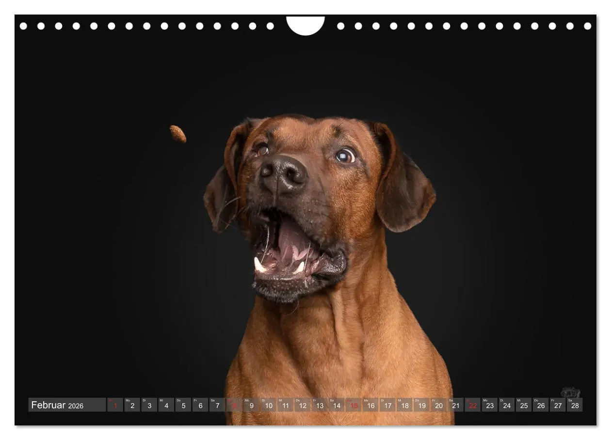Bild: 9783457837764 | Fang das Leckerlie (Wandkalender 2026 DIN A4 quer), CALVENDO...