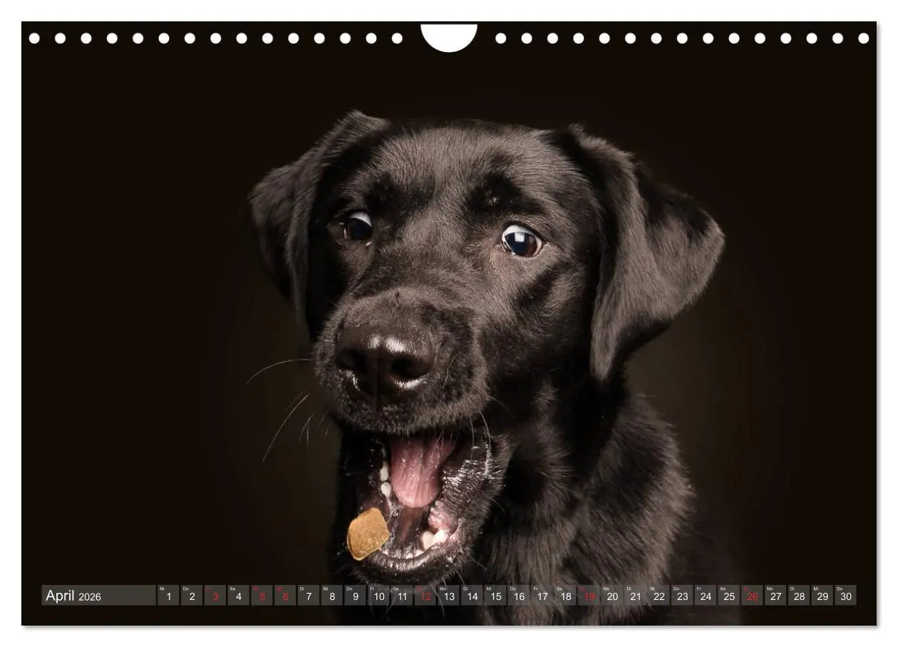 Bild: 9783457837764 | Fang das Leckerlie (Wandkalender 2026 DIN A4 quer), CALVENDO...