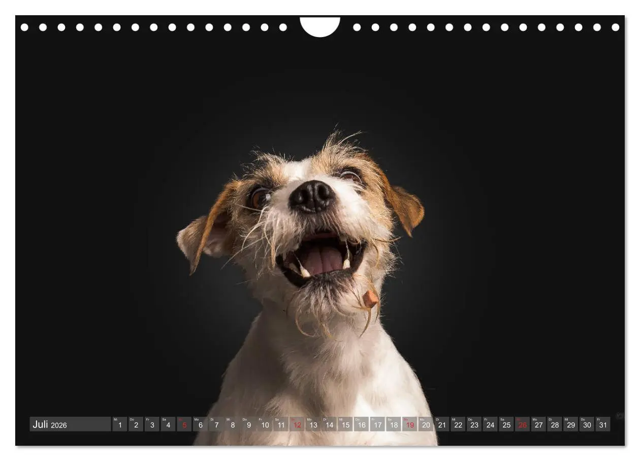 Bild: 9783457837764 | Fang das Leckerlie (Wandkalender 2026 DIN A4 quer), CALVENDO...