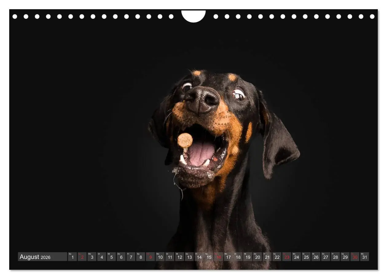 Bild: 9783457837764 | Fang das Leckerlie (Wandkalender 2026 DIN A4 quer), CALVENDO...