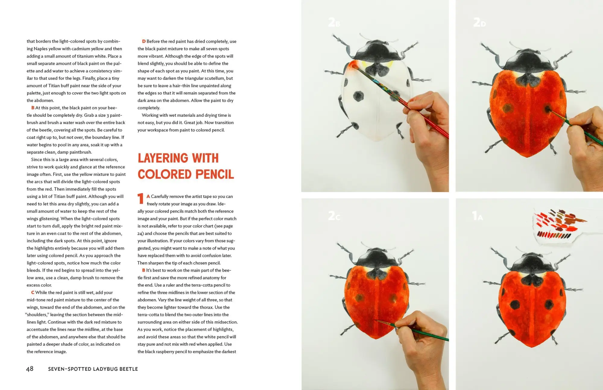 Bild: 9781604697964 | The Insect Artist | Zebith Stacy Thalden | Taschenbuch | Englisch