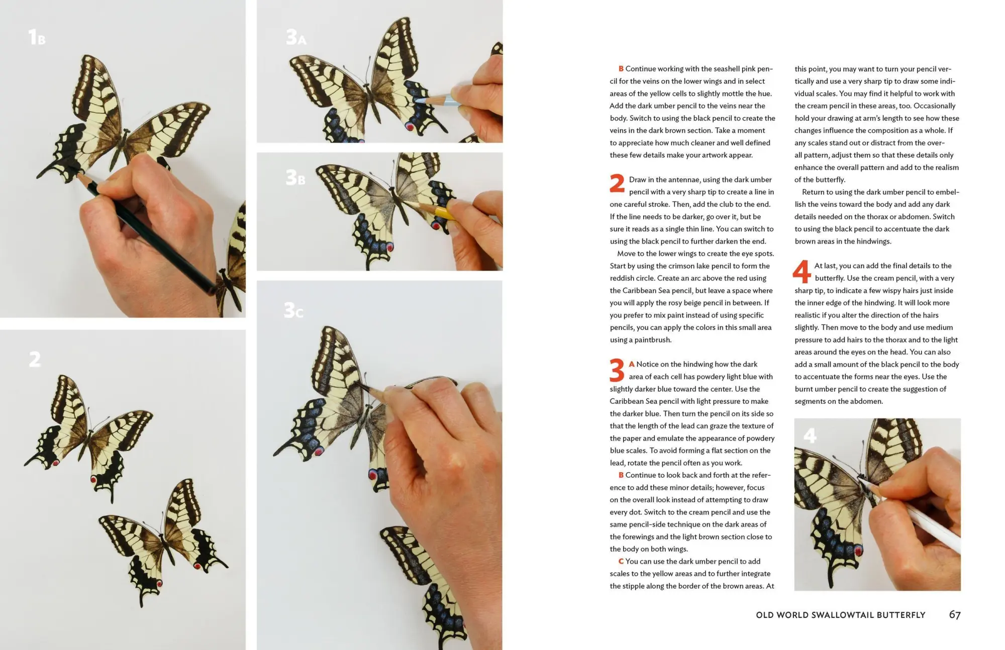 Bild: 9781604697964 | The Insect Artist | Zebith Stacy Thalden | Taschenbuch | Englisch