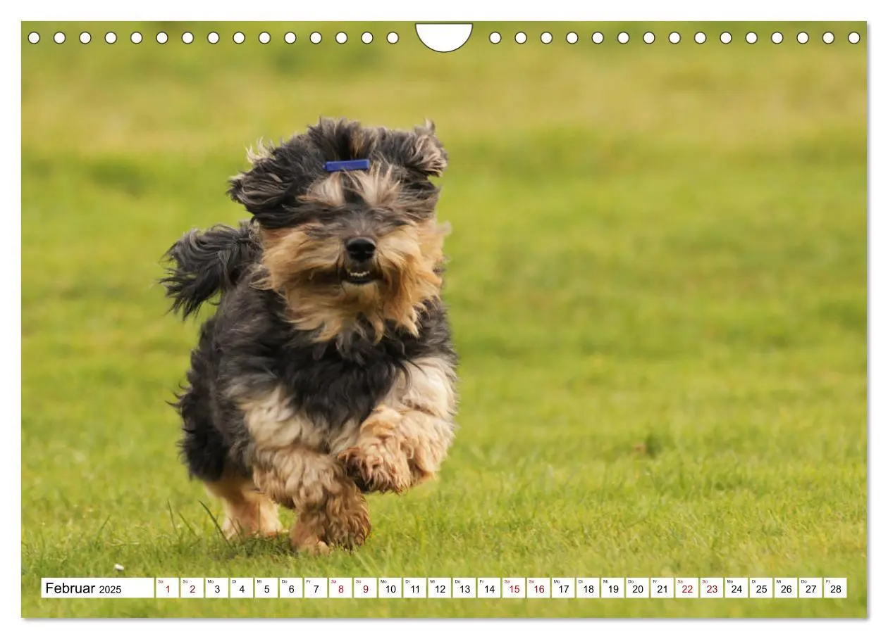 Bild: 9783435347964 | Havaneser - Wirbelwinde aus Kuba (Wandkalender 2025 DIN A4 quer),...