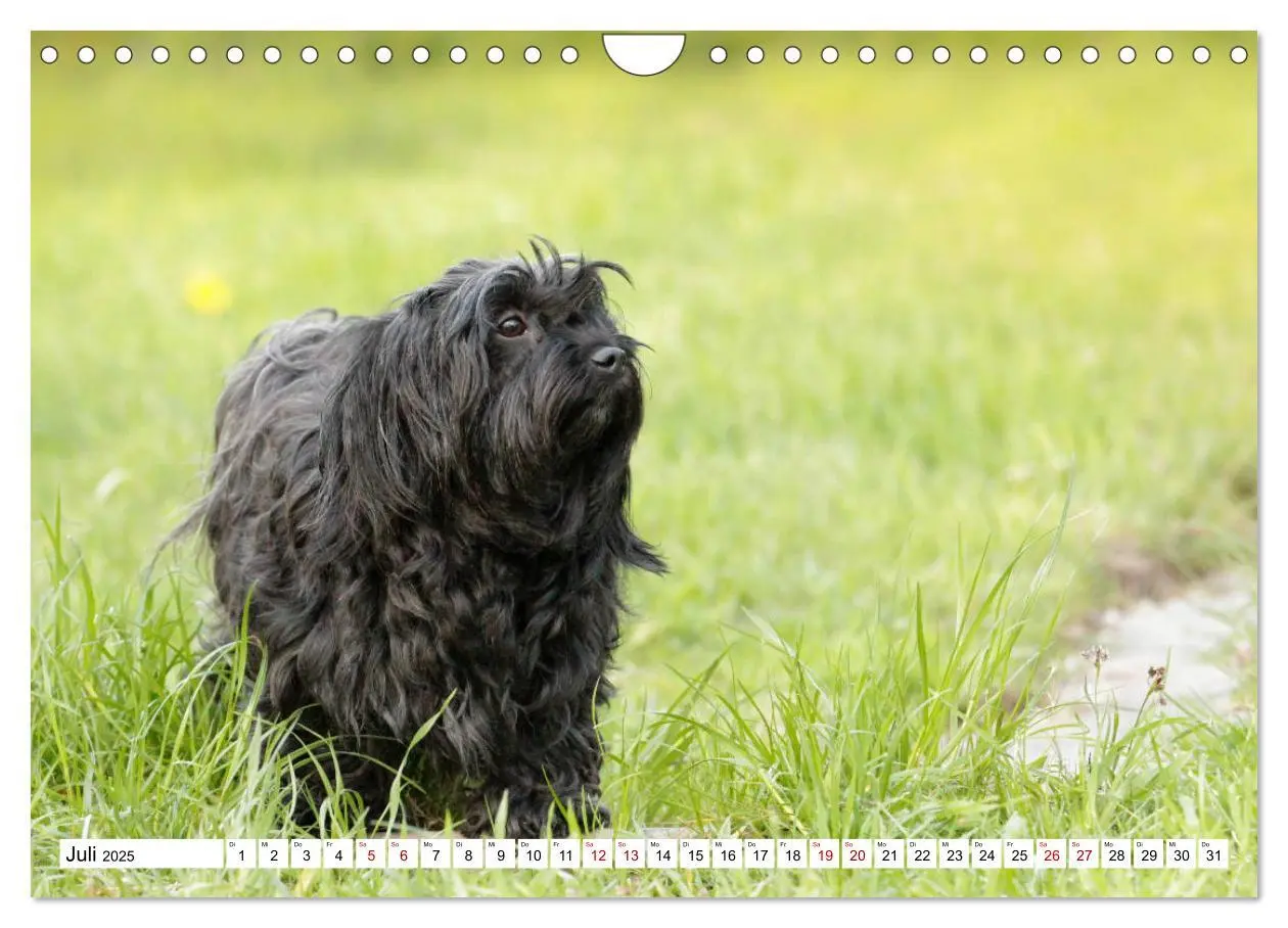Bild: 9783435347964 | Havaneser - Wirbelwinde aus Kuba (Wandkalender 2025 DIN A4 quer),...