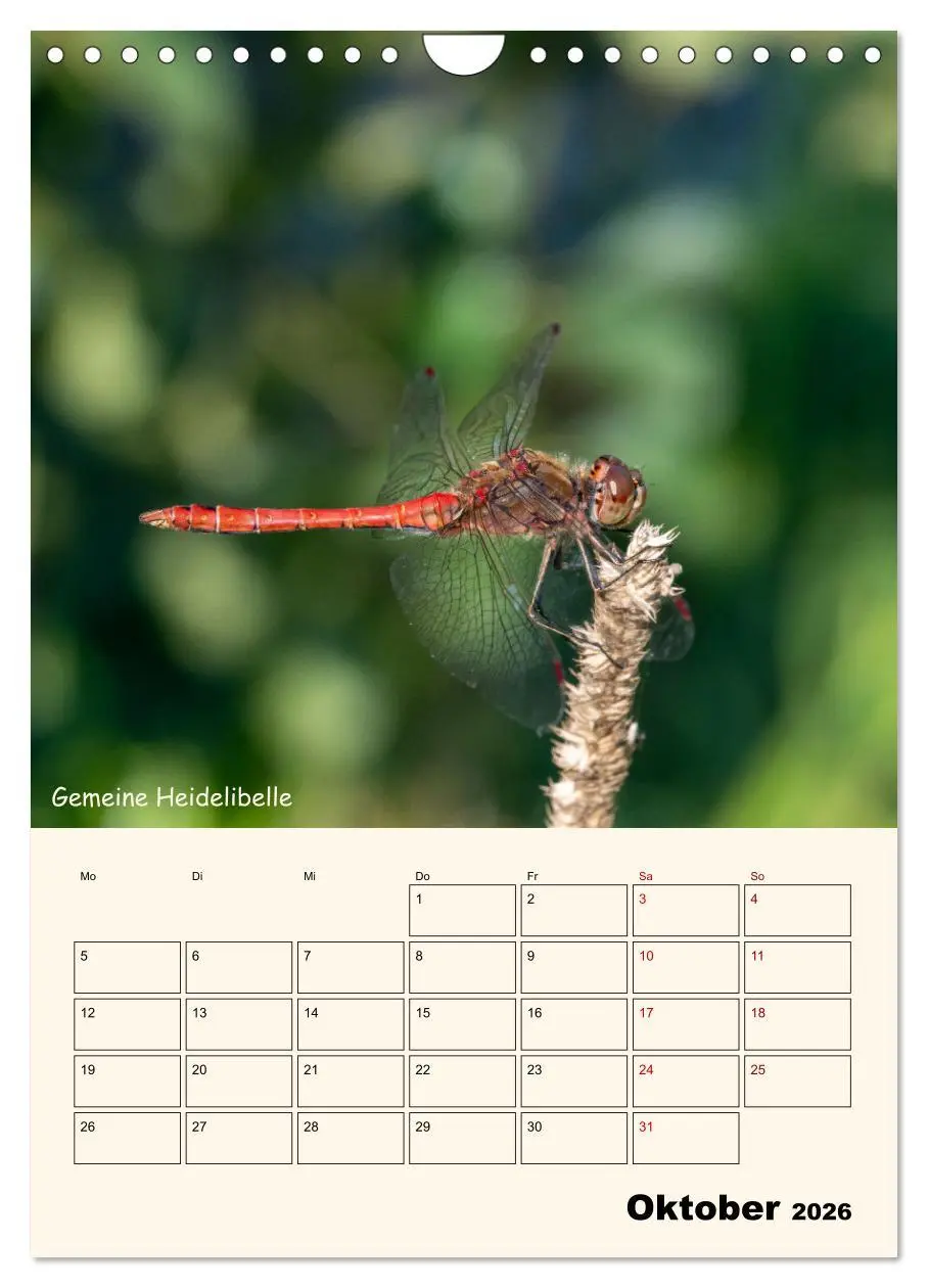 Bild: 9783457258064 | Libellen - Flugkünstler in Bayern (Wandkalender 2026 DIN A4 hoch),...