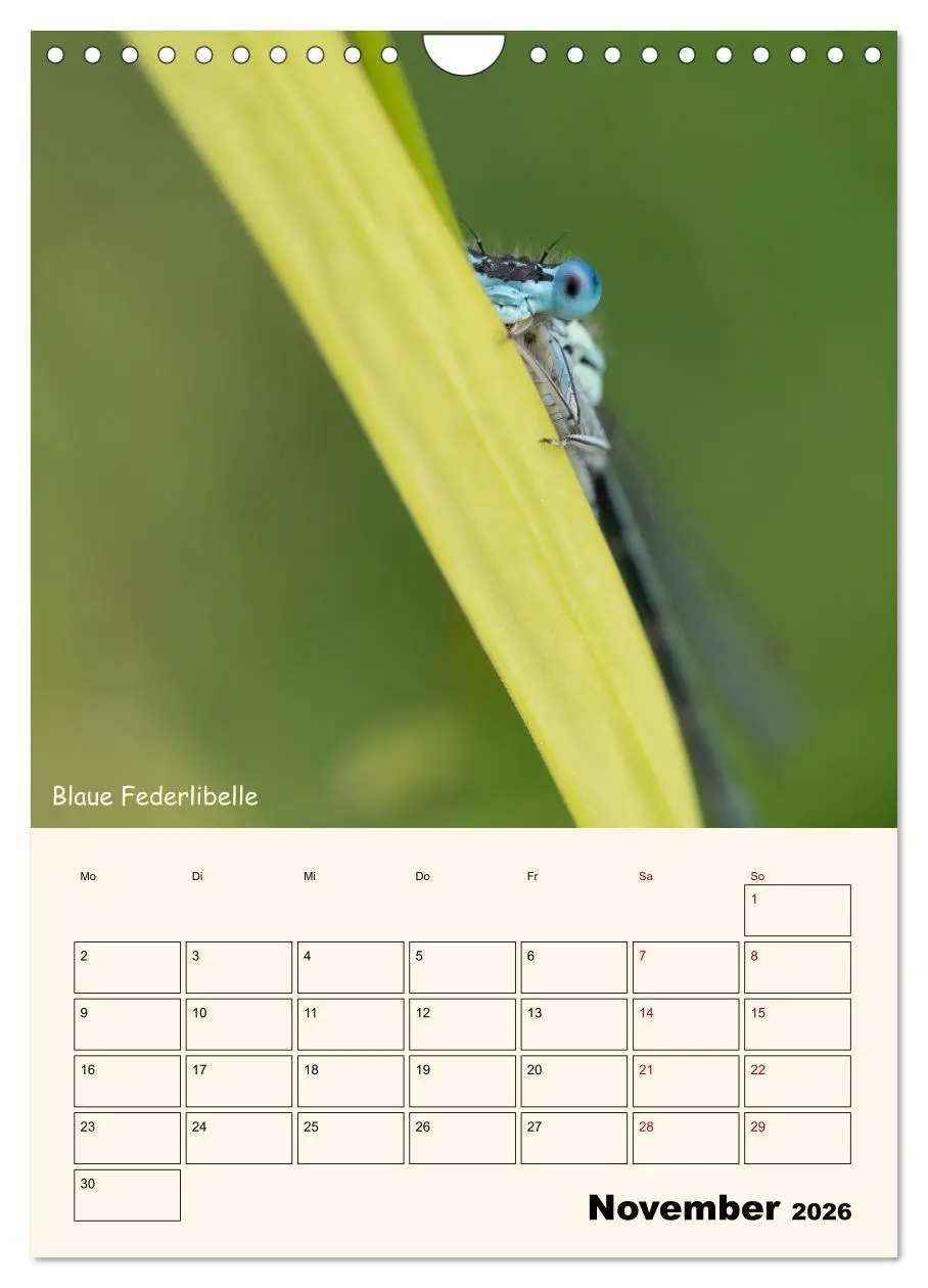 Bild: 9783457258064 | Libellen - Flugkünstler in Bayern (Wandkalender 2026 DIN A4 hoch),...